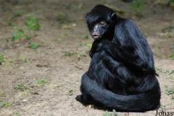 Zoo de Doué