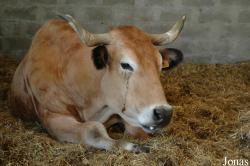Vache Aubrac