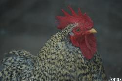 Poule Bantam de Pékin