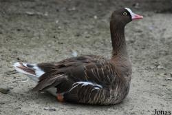 Parc Animalier de Labenne