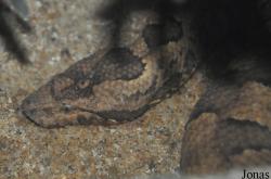 Candoia carinata