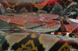Reptilarium