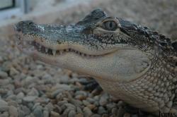 Reptilarium