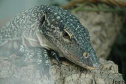 Reptilarium