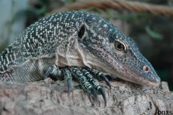 Varanus doreanus