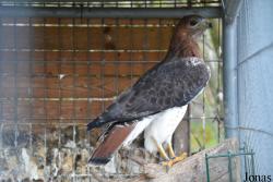 Buteo augur