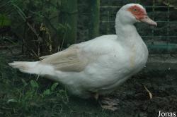 Cairina moschata