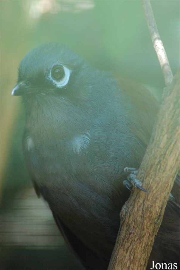 La Ferme aux Oiseaux