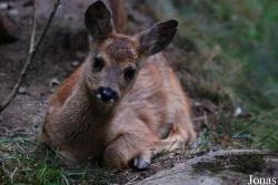 Parc Animalier des Pyrénées