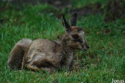 Parc Animalier des Pyrénées