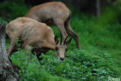 Parc Animalier des Pyrénées