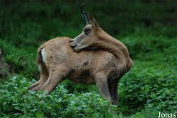 Parc Animalier des Pyrénées