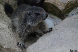 Parc Animalier des Pyrénées