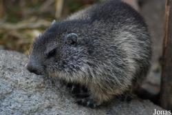 Parc Animalier des Pyrénées