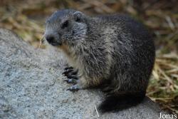 Parc Animalier des Pyrénées