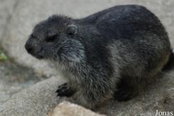 Parc Animalier des Pyrénées