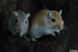 Parc Animalier des Pyrénées