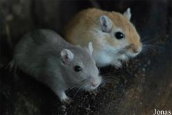 Parc Animalier des Pyrénées