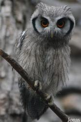 Zoo d'Asson