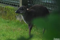 Zoo d'Asson