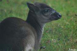 Zoo d'Asson