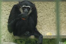 Zoo d'Asson