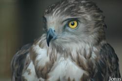 Circaetus gallicus