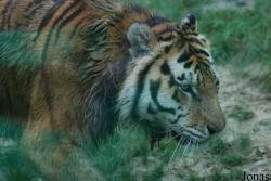 Zoo d'Asson