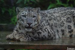 Zoo d'Asson