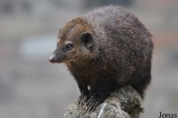 Crossarchus obscurus