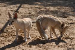 H. E. Sheikh Butti Maktoum's Wildlife Center