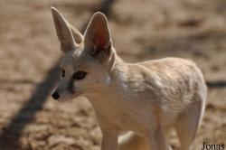 H. E. Sheikh Butti Maktoum's Wildlife Center