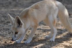 H. E. Sheikh Butti Maktoum's Wildlife Center