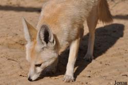 H. E. Sheikh Butti Maktoum's Wildlife Center