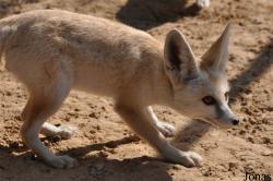 H. E. Sheikh Butti Maktoum's Wildlife Center