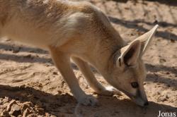 H. E. Sheikh Butti Maktoum's Wildlife Center