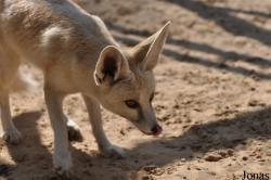 H. E. Sheikh Butti Maktoum's Wildlife Center