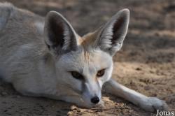 H. E. Sheikh Butti Maktoum's Wildlife Center