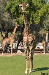 H. E. Sheikh Butti Maktoum's Wildlife Center