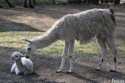Lama glama