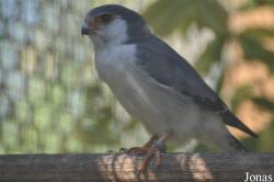 H. E. Sheikh Butti Maktoum's Wildlife Center (P)