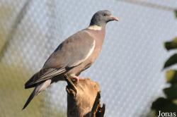 H. E. Sheikh Butti Maktoum's Wildlife Center