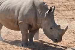 Rhinocerotidae
