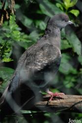 Patagioenas maculosa