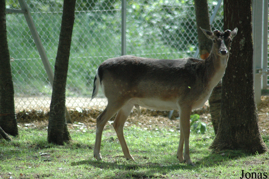 Parc Botanique et Zoologique du Pâtis