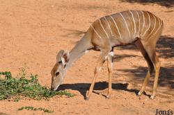 H. E. Sheikh Butti Maktoum's Wildlife Center