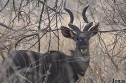Tragelaphus imberbis imberbis
