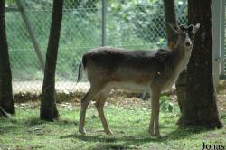 Parc Botanique et Zoologique du Pâtis