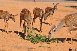 H. E. Sheikh Butti Maktoum's Wildlife Center