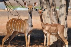 H. E. Sheikh Butti Maktoum's Wildlife Center